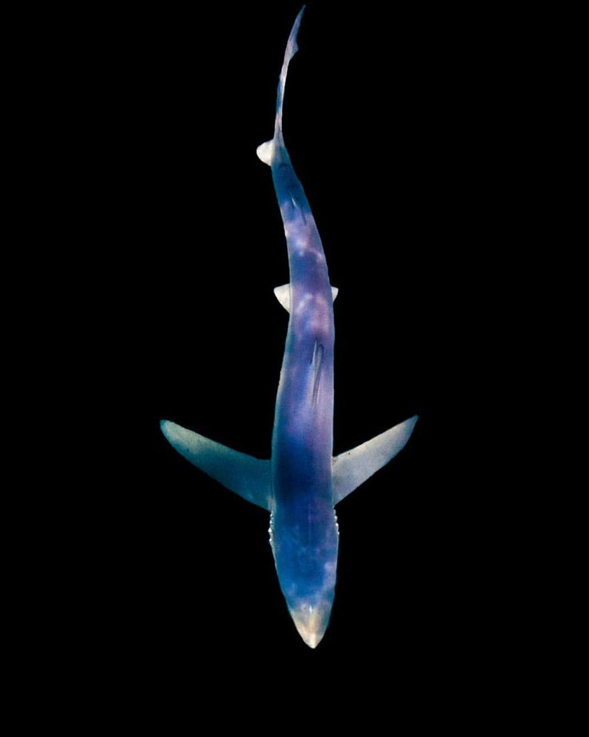 Joe Romeiro´s Blue Shark Necklace – Sterling Silver