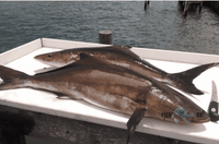 St Augustine Fishing Spots - Nearshore Numbers