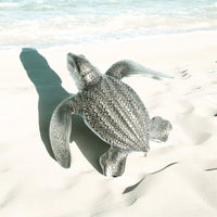 Leatherback Turtle Hatchling Pin - Sea Life Collection - Lead-Free Pewter