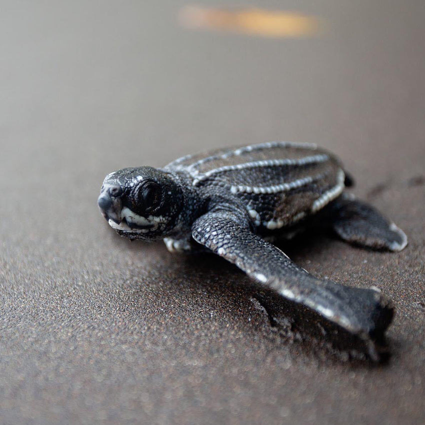 Leatherback Turtle Hatchling Pin - Sea Life Collection - Lead-Free Pewter